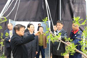 省農業廳副廳長寧殿林到陜西農墾集團視察現代農業產業
