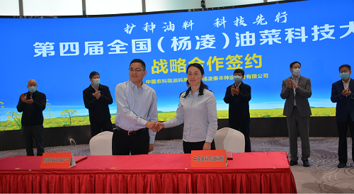 秦豐種業：加速推進油料作物種子產業布局