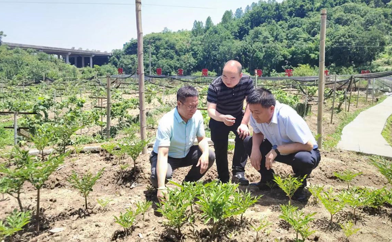集團副總經理王軍赴安康魔芋公司檢查指導工作