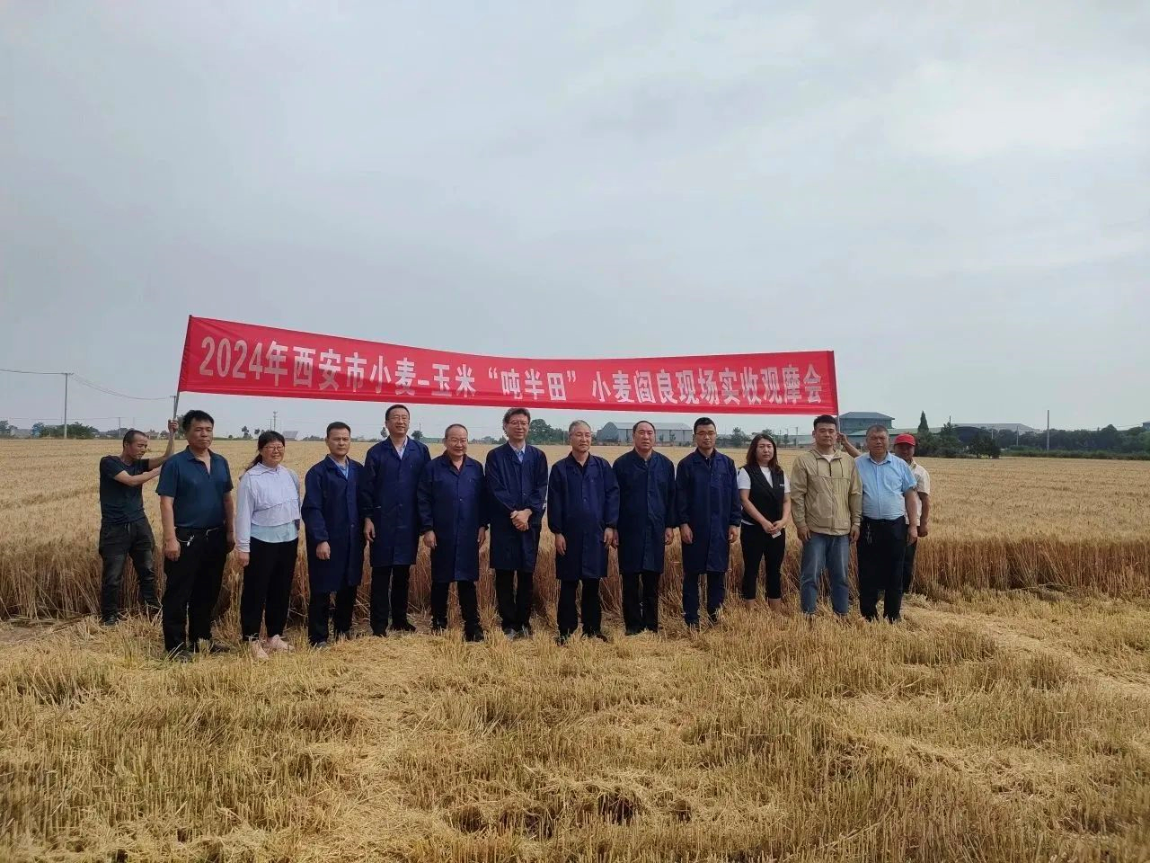 楊凌科技：761.97公斤! 偉隆“169”創西安市小麥連片單產新高